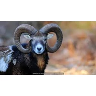 Muflon